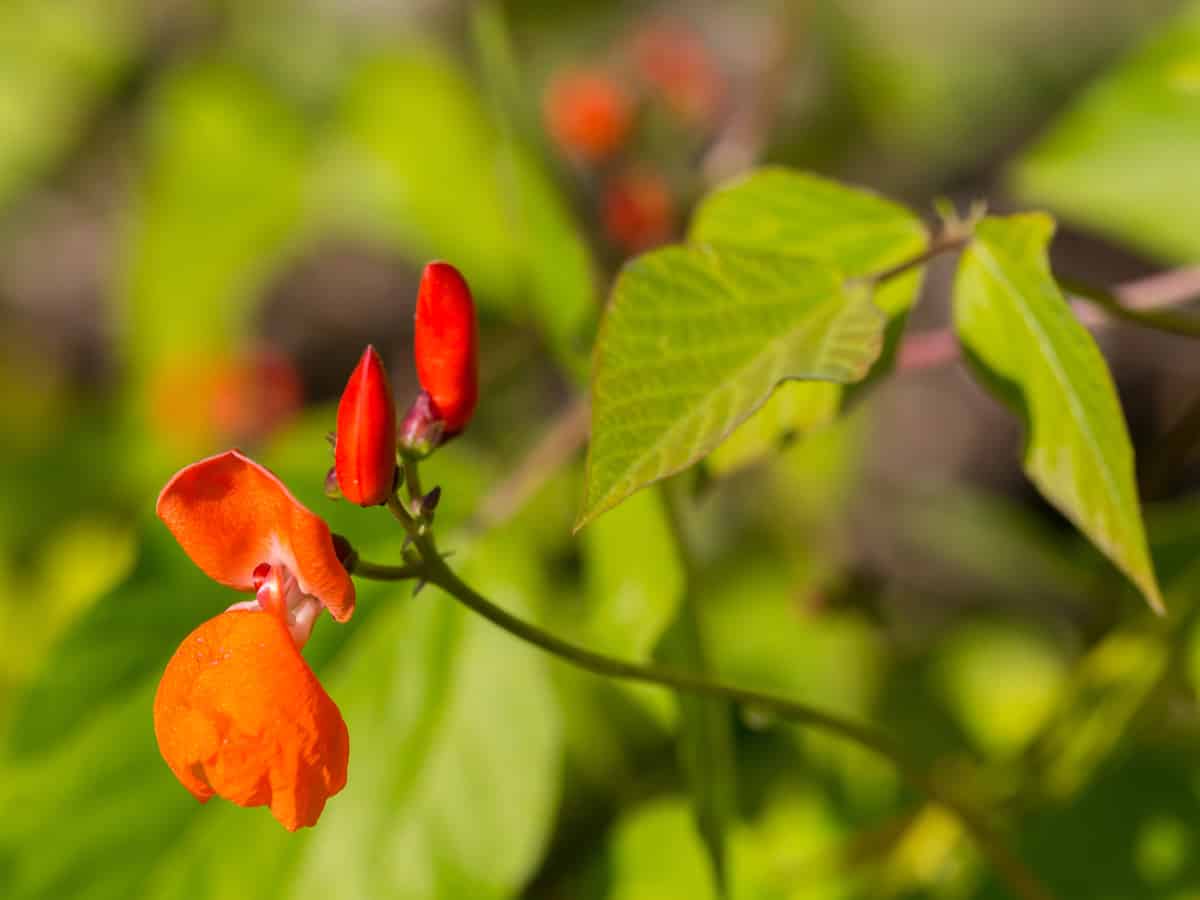 scarlet runner beans are a great perennial vegetable and ground cover