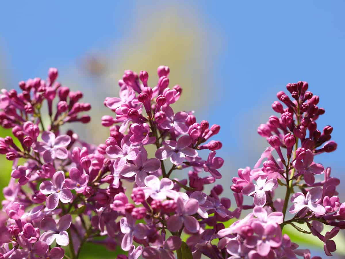 scent & sensibility lilac is one of the best small flowering shrubs