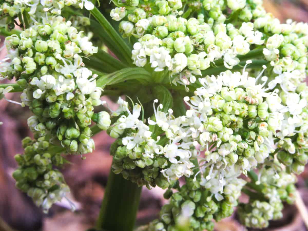 sea kale is a veggie that needs cold, moist soil