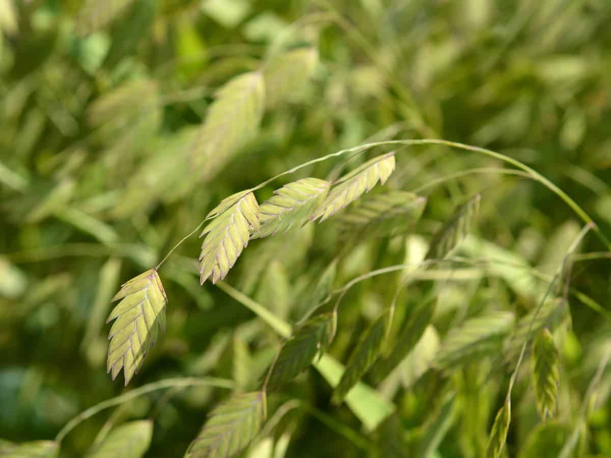 sea oats are a perennial that loves shade and does well in woodland gardens