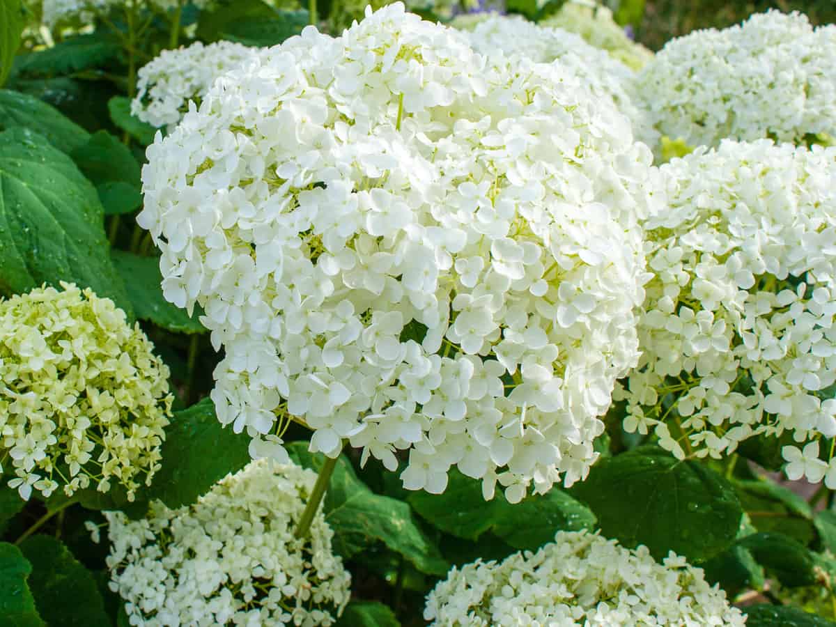 seaside serenade bar harbor hydrangea is a low profile shrub