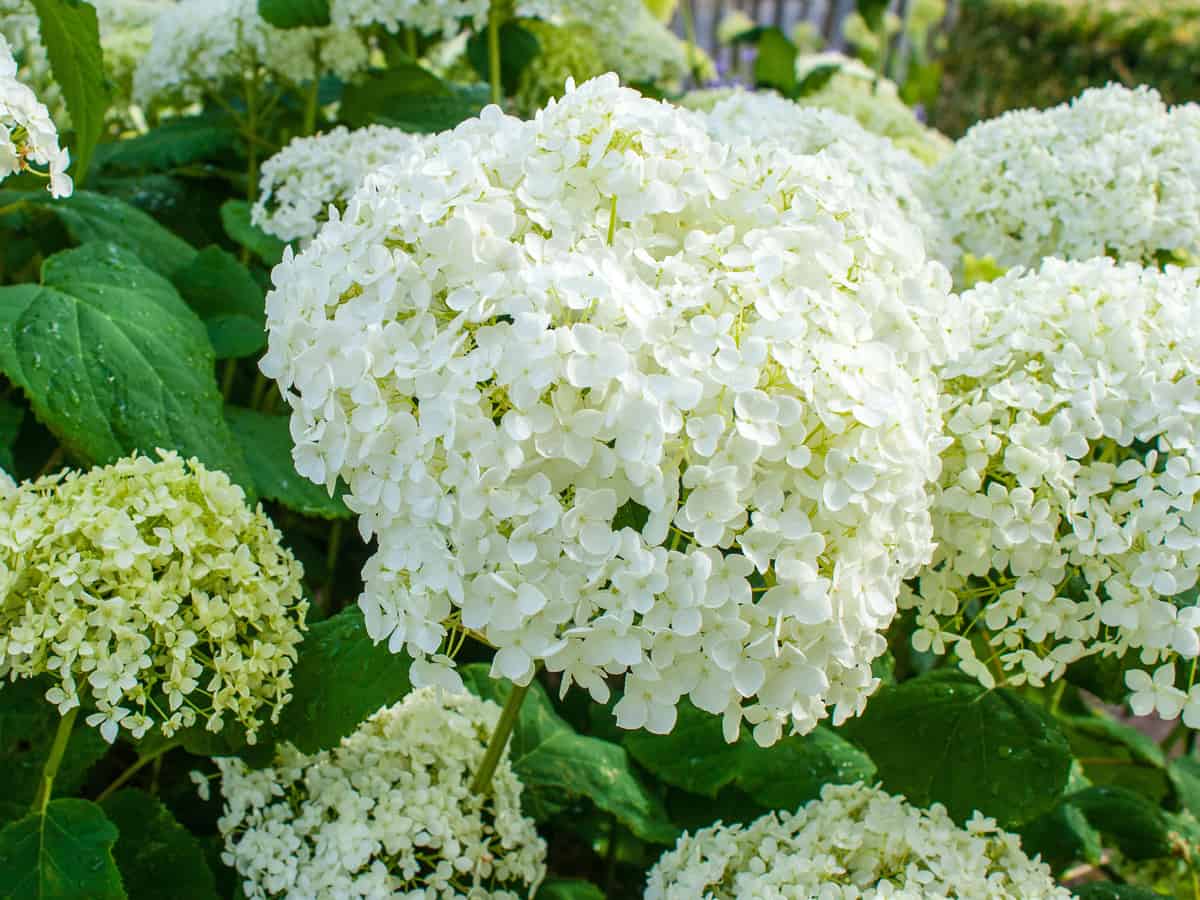 seaside serenada bar harbor hydrangea looks good anywhere in the yard