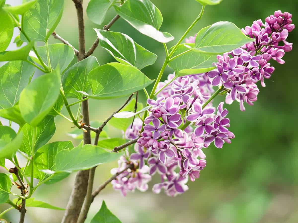 sensation lilac is a beautiful fast-growing privacy bush