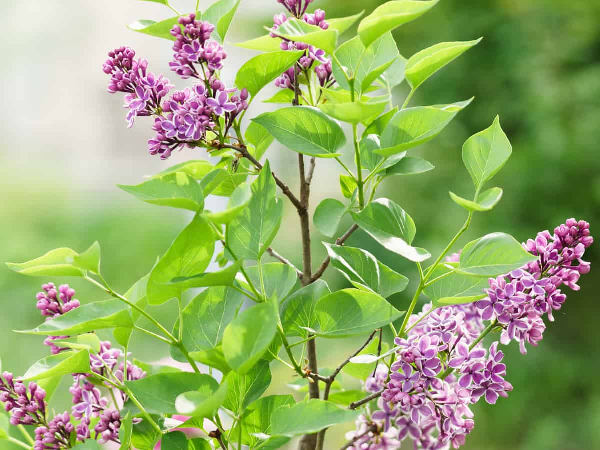 sensation lilac offers bicolor blooms