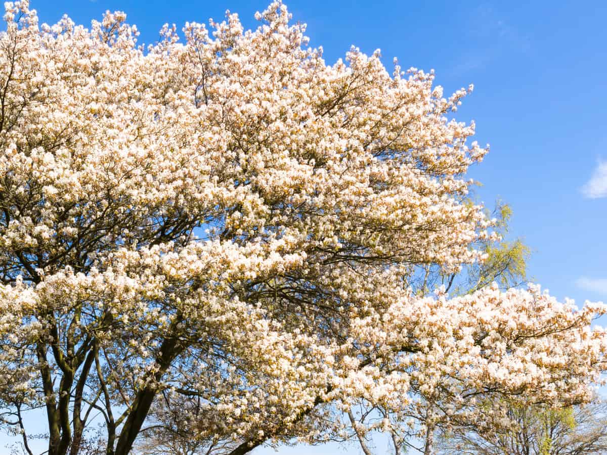 serviceberry bush has edible berries