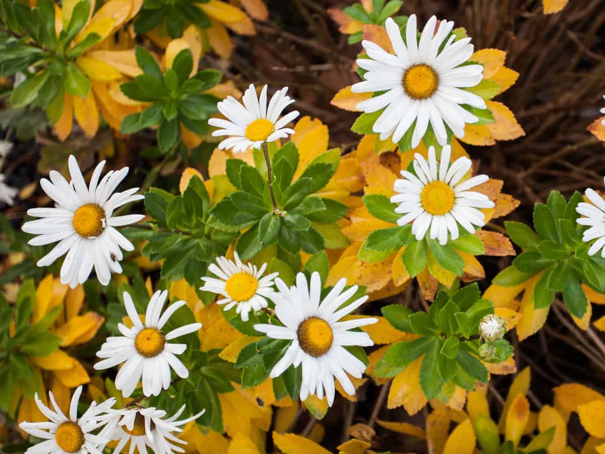 shasta daisy is a well-known perennial