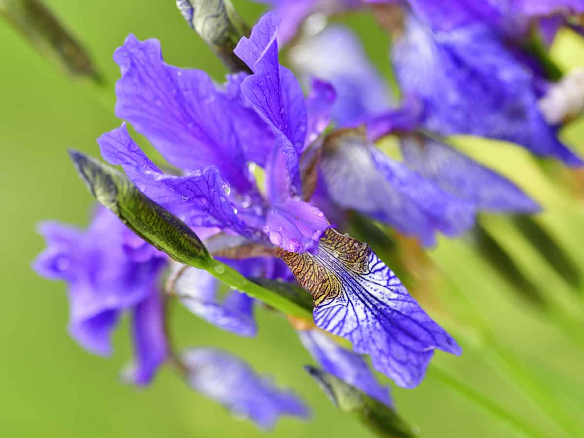 the Siberian iris comes in a variety of colors