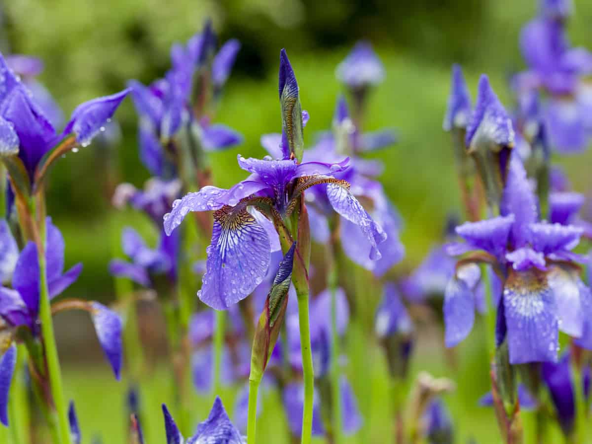 Siberian iris has attractive blooms and foliage