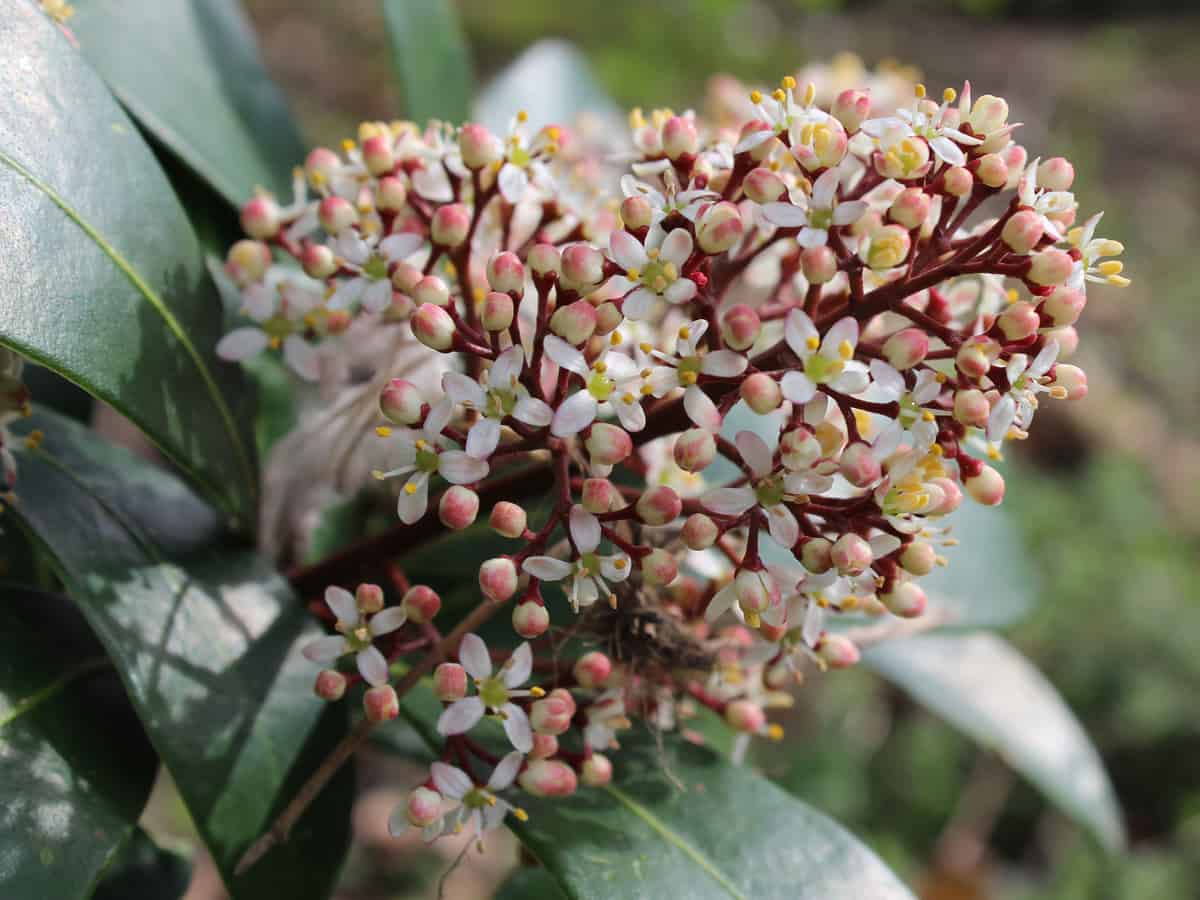 Japanese skimmia has fragrant flowers