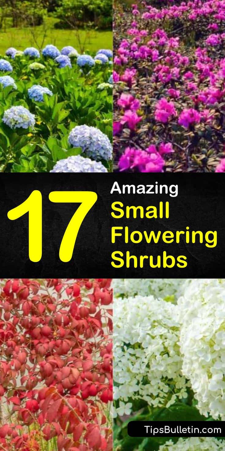 Find out which small flowering shrubs and hedges are right for front yards and backyards. In our guide, we give you tips on small shrubs that like full sun, do well near the house, and shade you every spring! #shrubs #flowers #dwarfshrubs #bushes