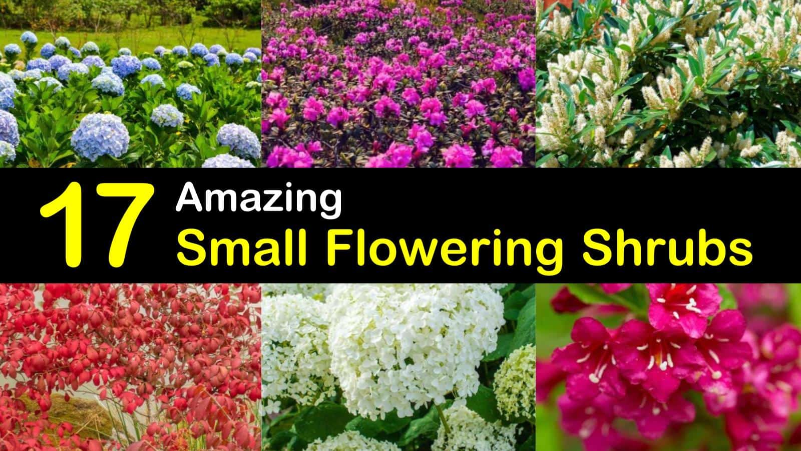 small flowering shrubs titleimg1