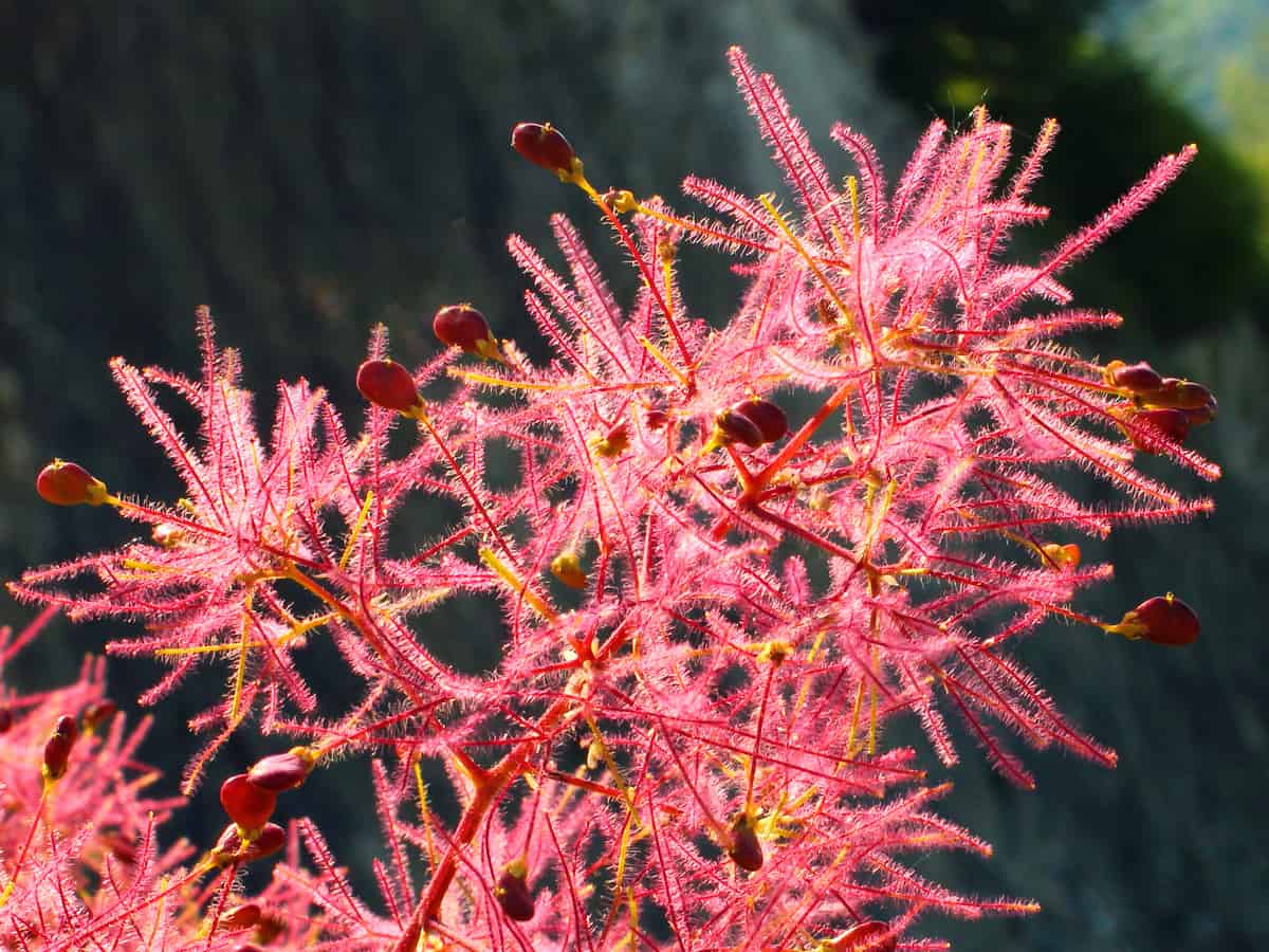 plant a smoke tree in your beautiful garden