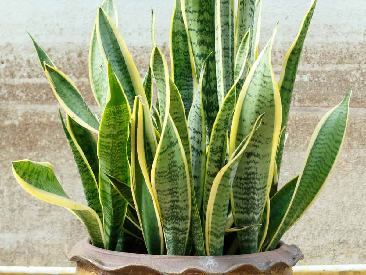 the snake plant is hard to kill