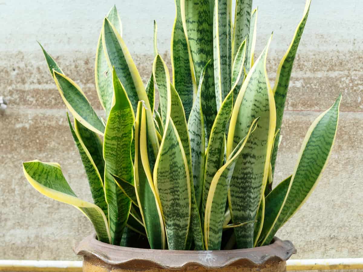 snake plant is a popular choice for indoor areas with low light