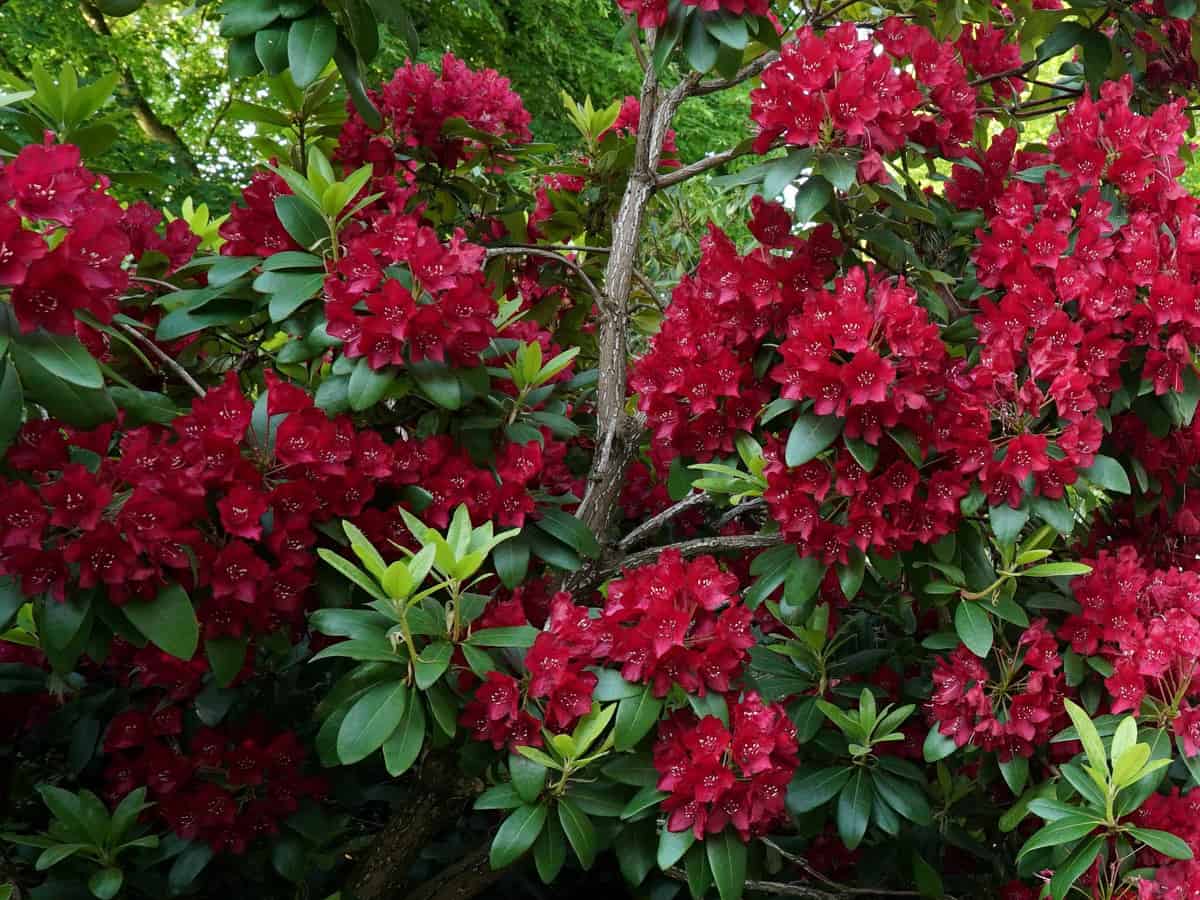 Southgate Brandi rhododendron is a heat-tolerant evergreen with vibrant color