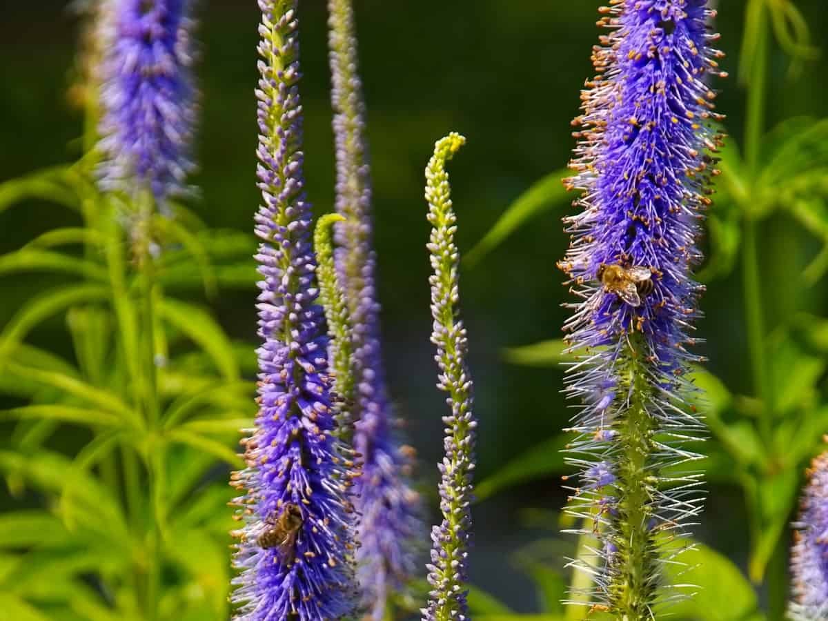 speedwell has attractive long flower spikes