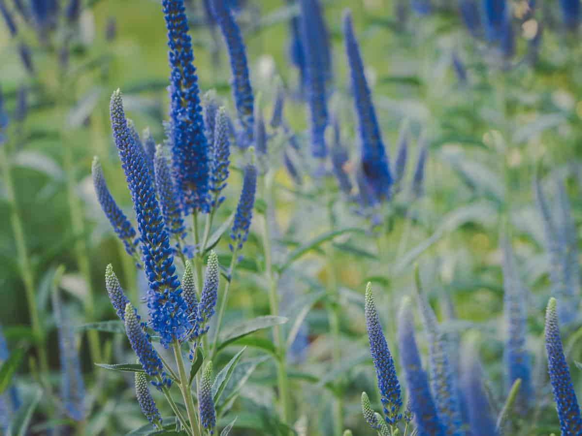 speedwell is a perennial with spiked flowers