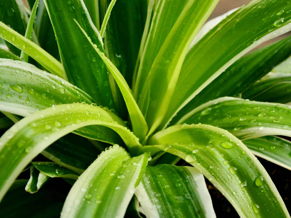 the spider plant dramatically improves the quality of indoor air