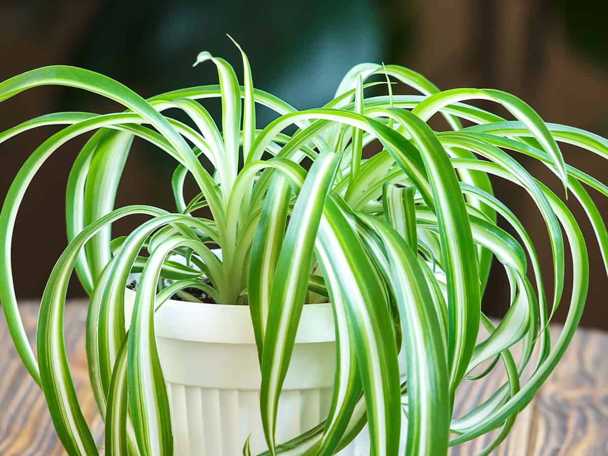 spider plants are easy to maintain and look great in hanging baskets