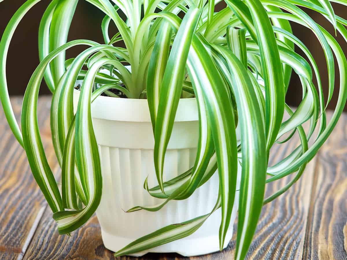 spider plant prefers low light