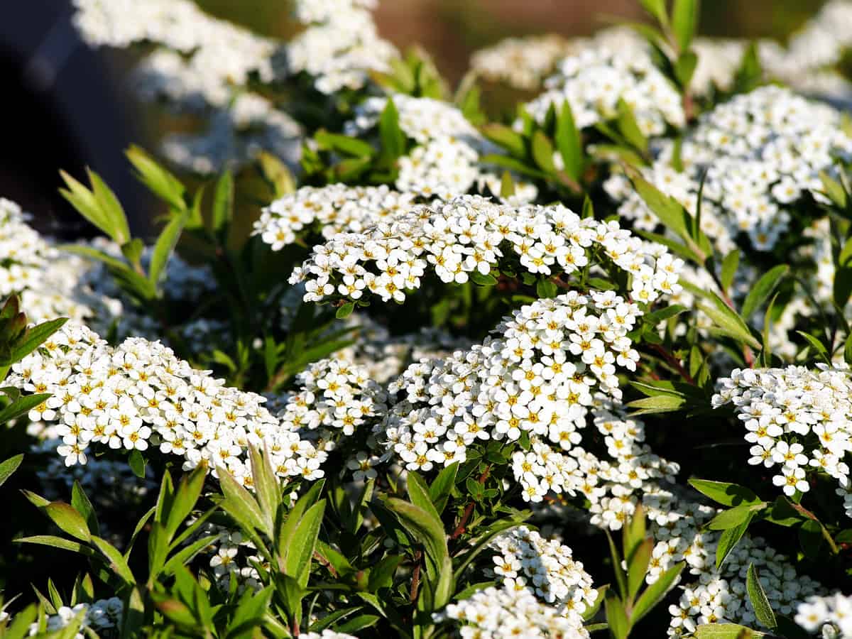 spirea is low maintenance and spreads quickly