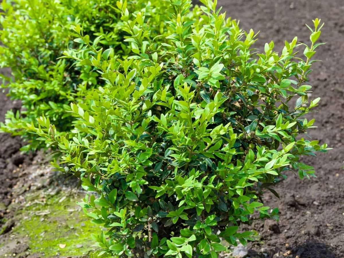 the sprinter boxwood is a fast-growing evergreen bush