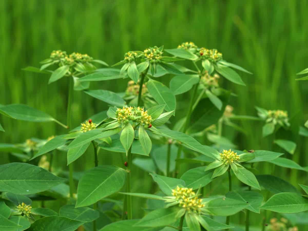 the white sap of the spurge keeps deer away