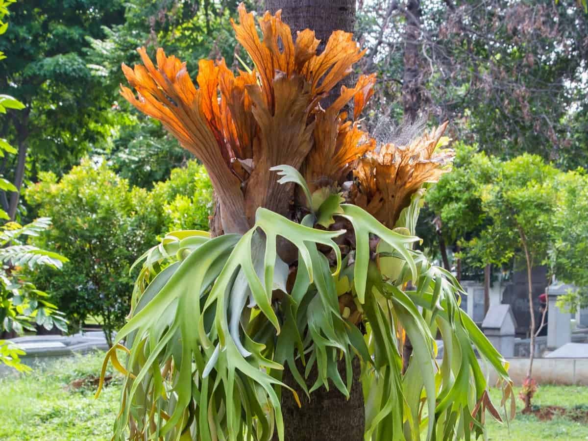 staghorn fern has unusual leaves