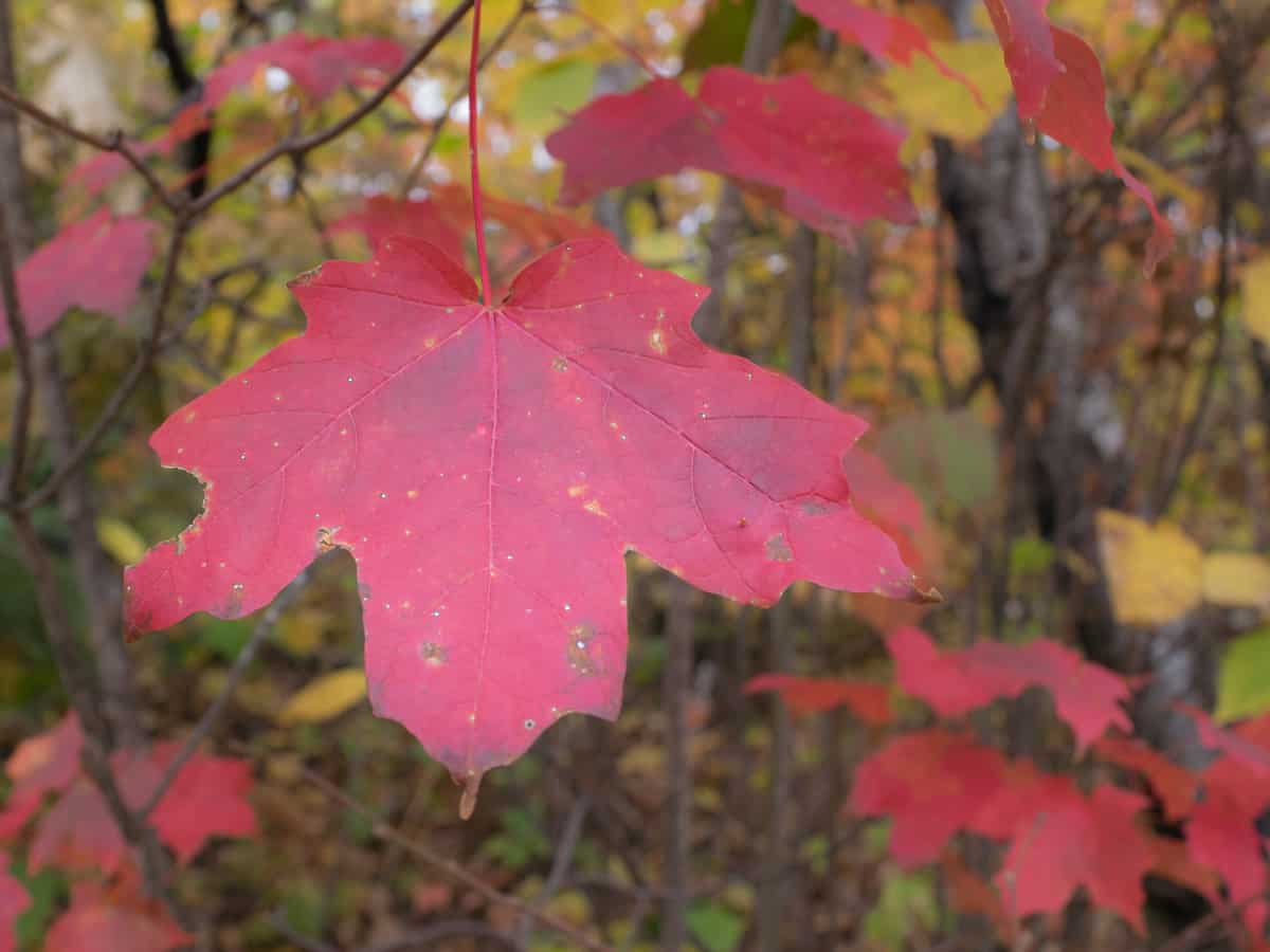 the sugar maple is a favorite fast growing shade tree