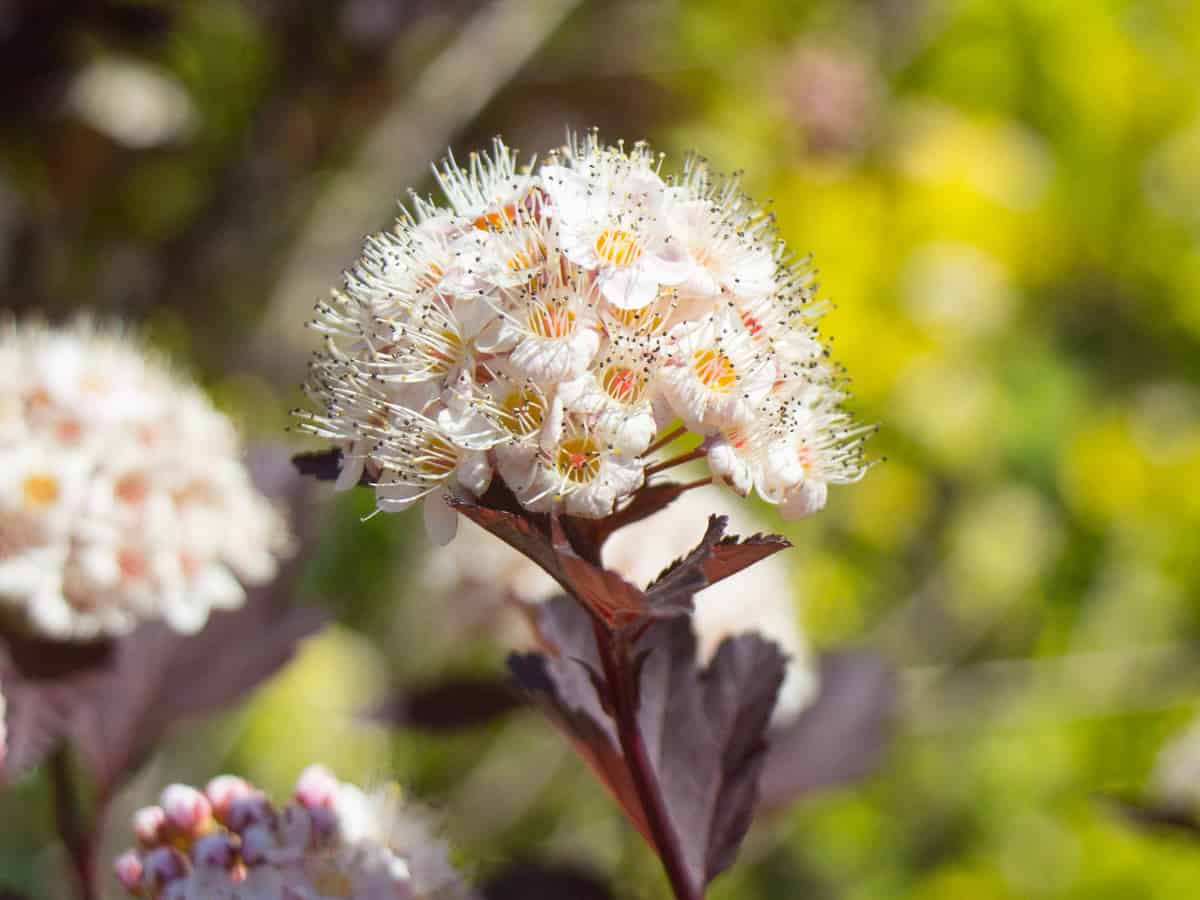 the summer blooming wine ninebark has beautiful foliage, flowers, and berries