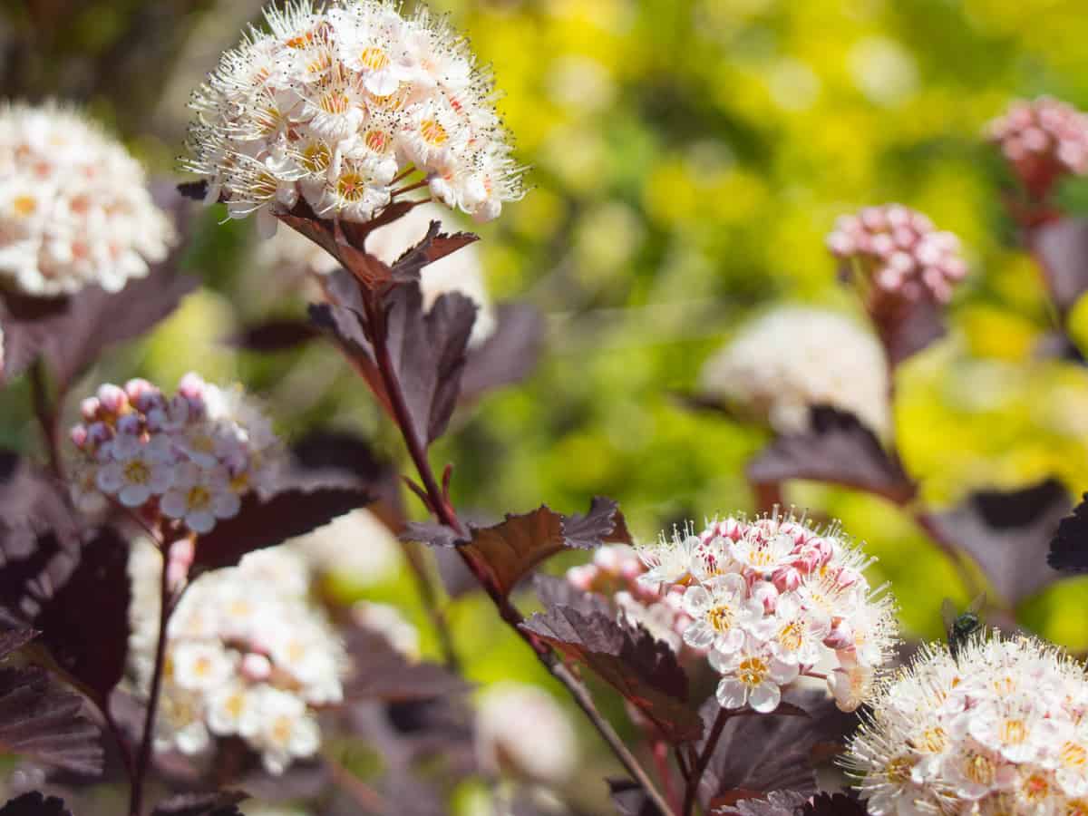 summer blooming wine ninebark is a pretty dwarf shrub to landscape your small garden