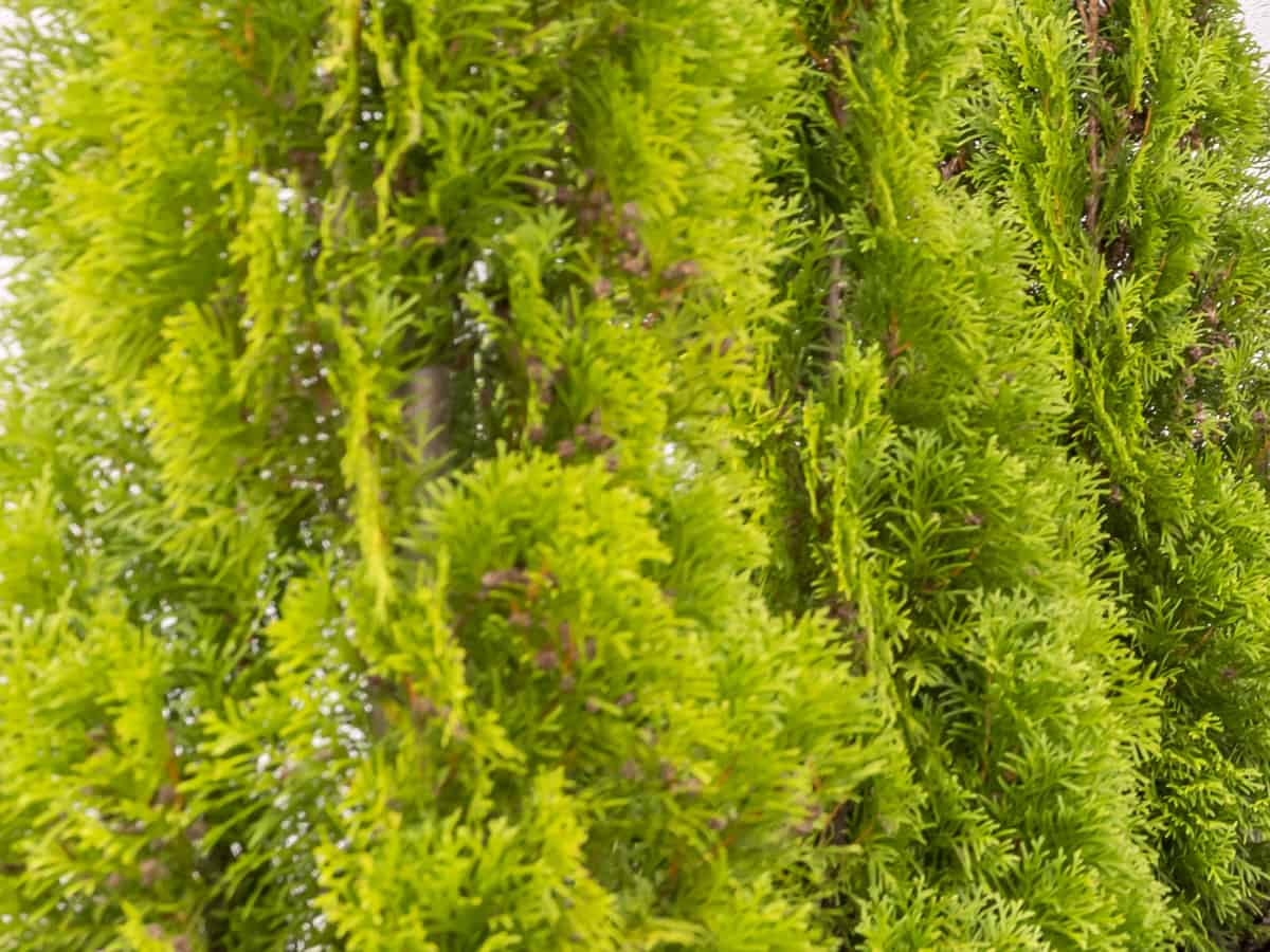 sunkist arborvitae is low maintenance