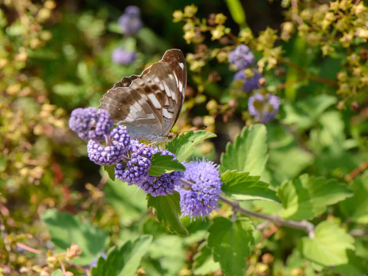 sunshine blue bluebeard is a gorgeous flowering shrub