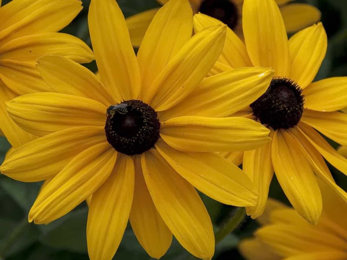 the black-eyed Susan is very low maintenance