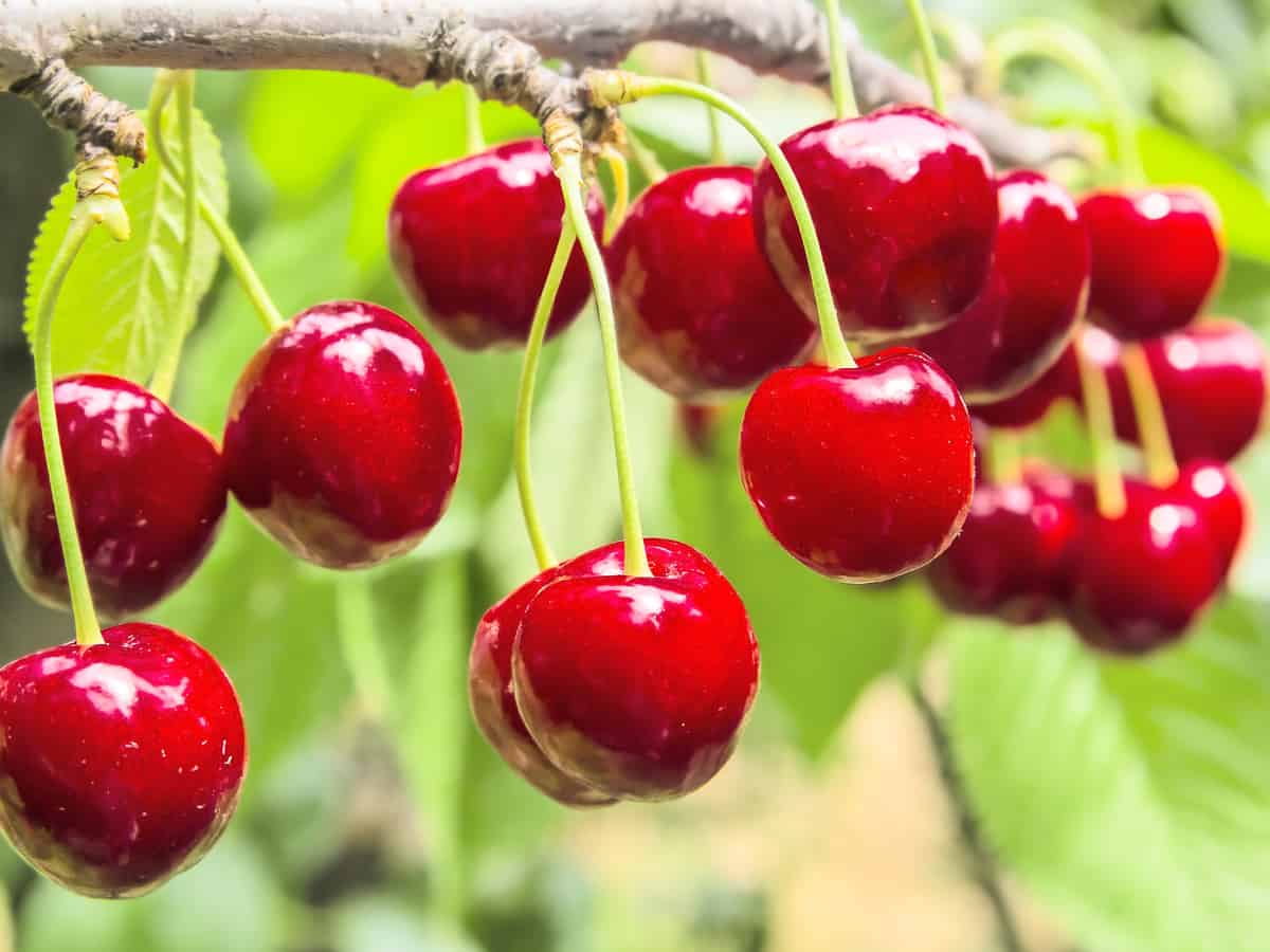 sweet red cherry trees look great on the patio