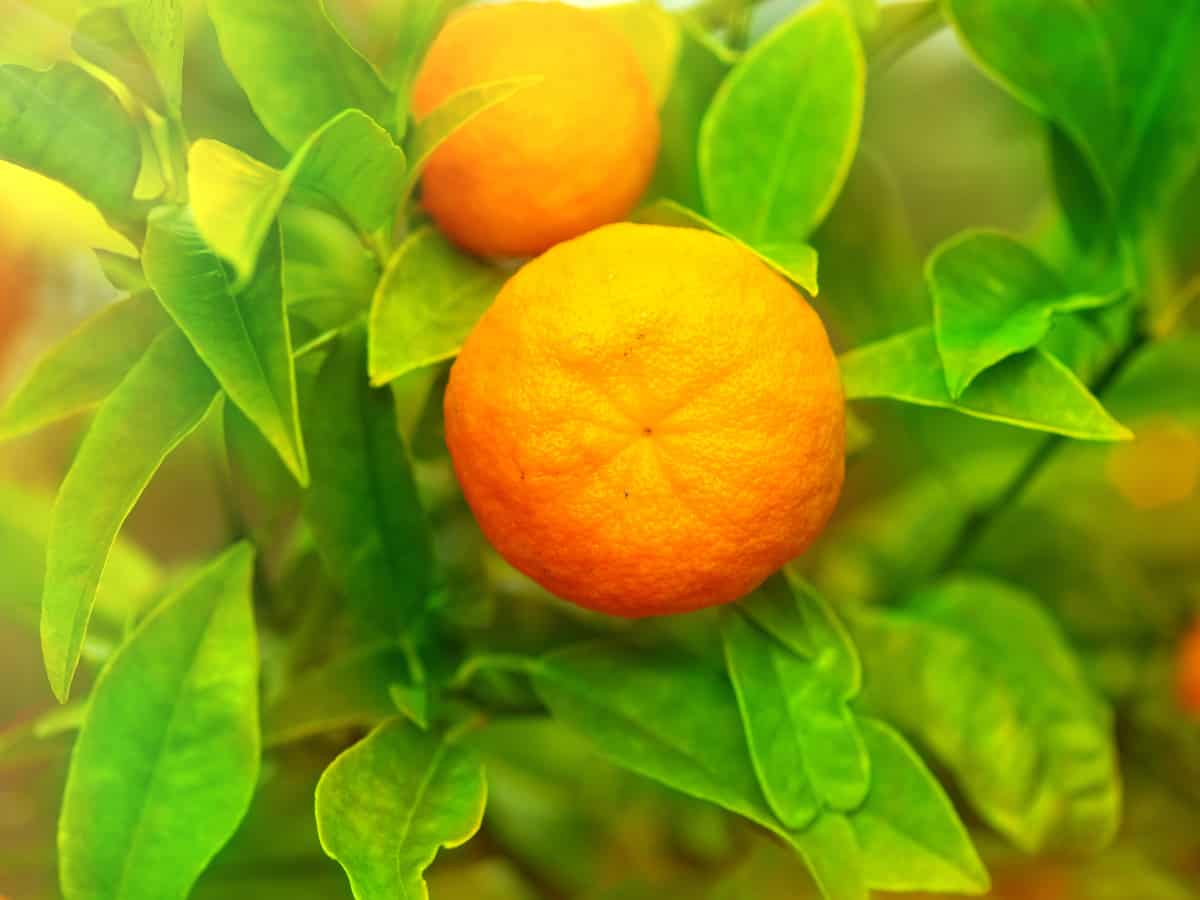 tangerine tree to grow at home