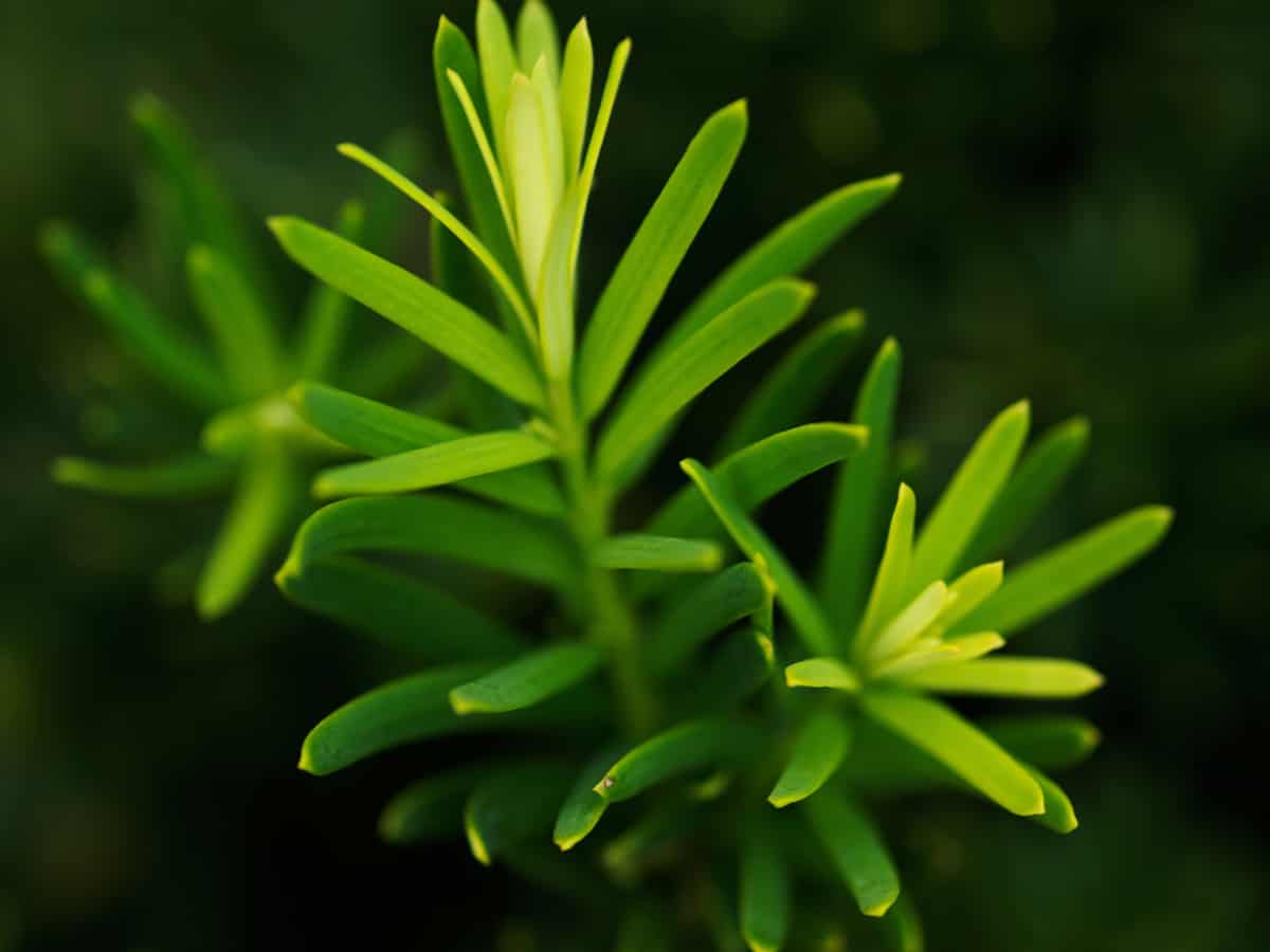 Taunton spreading yew is a top evergreen bush