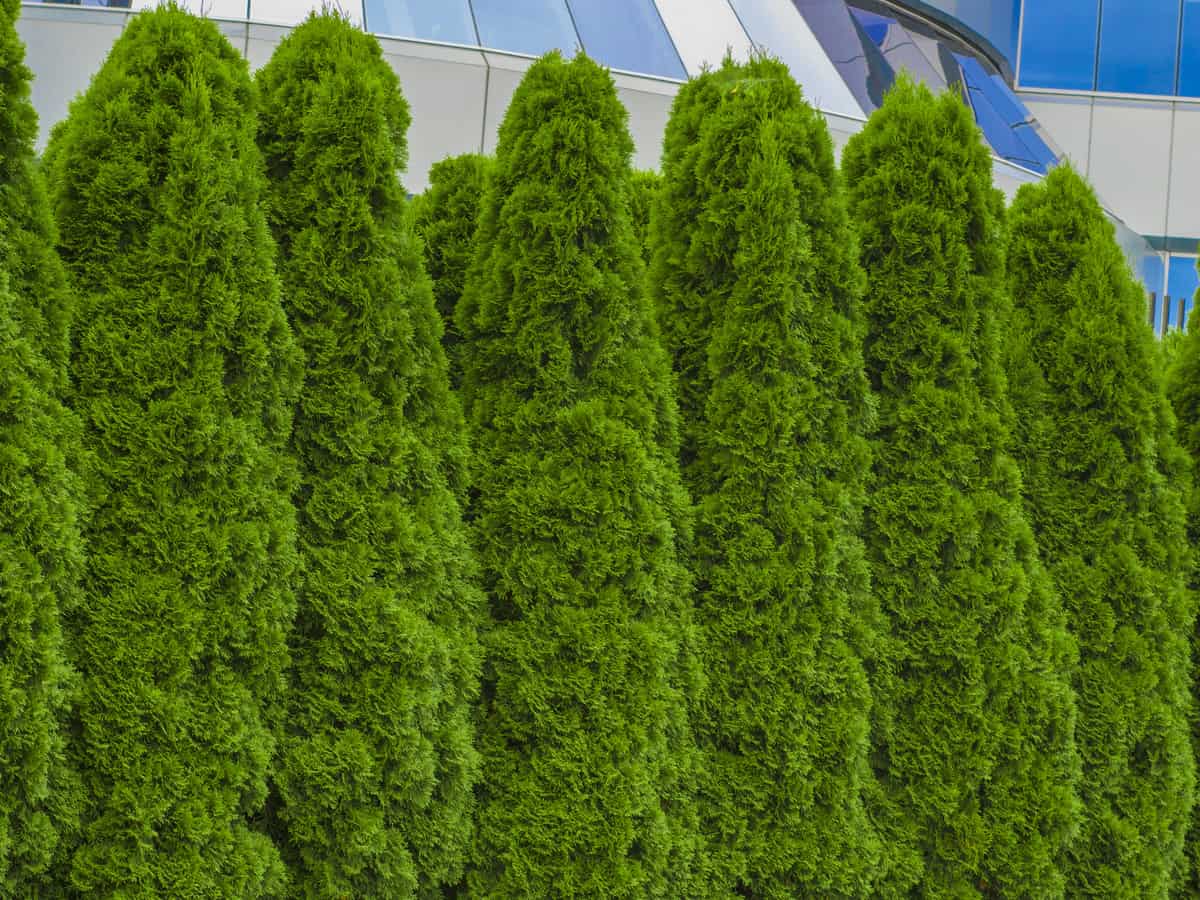 thuja green giant is the perfect fast growing privacy bush