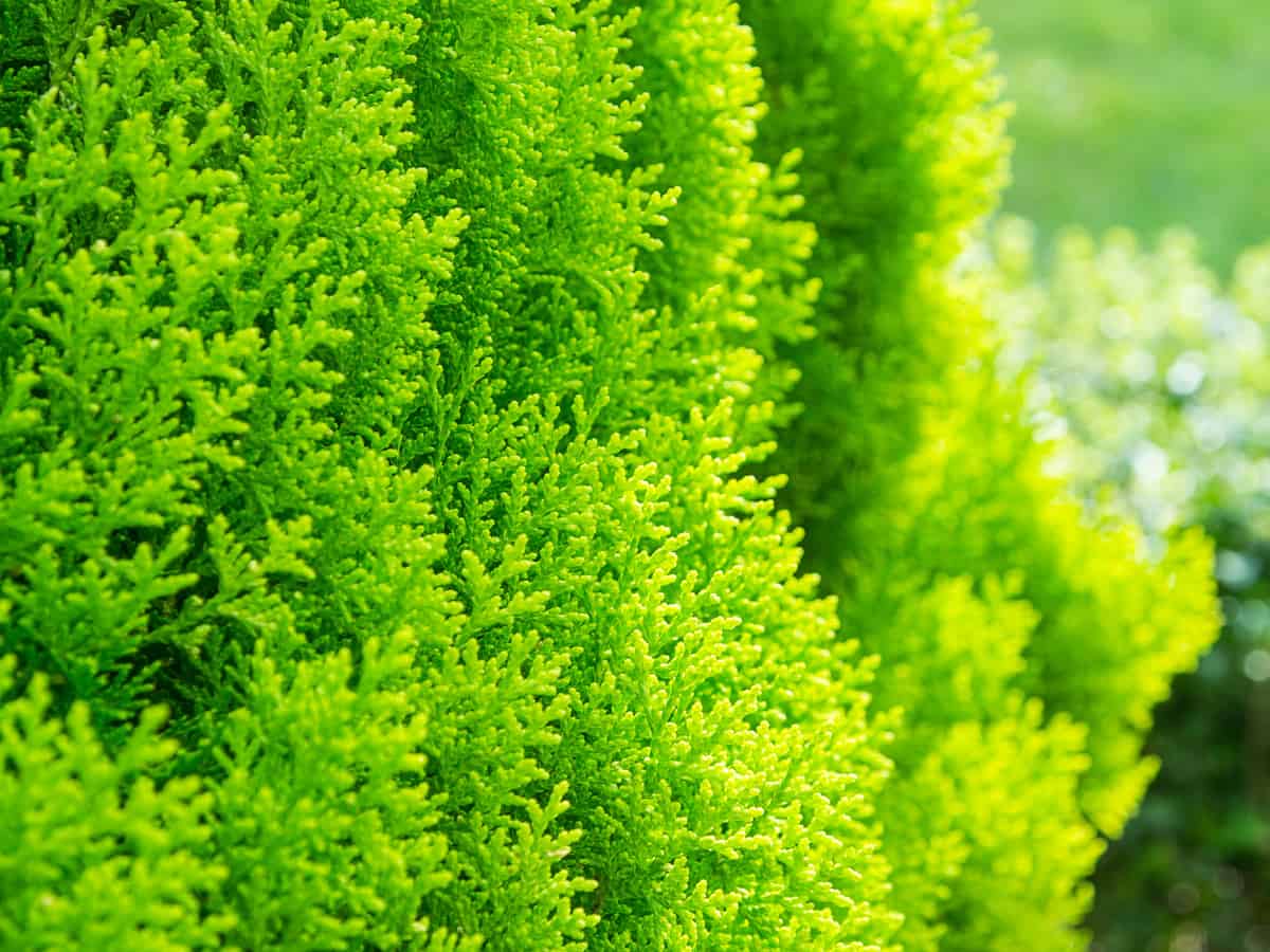 thuja green giant is a fast growing evergreen tree