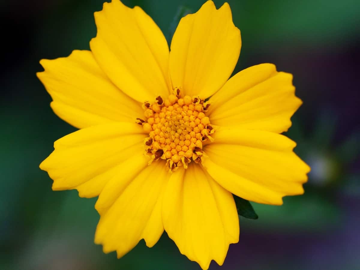 tickseed or coreopsis - a perennial that needs little care