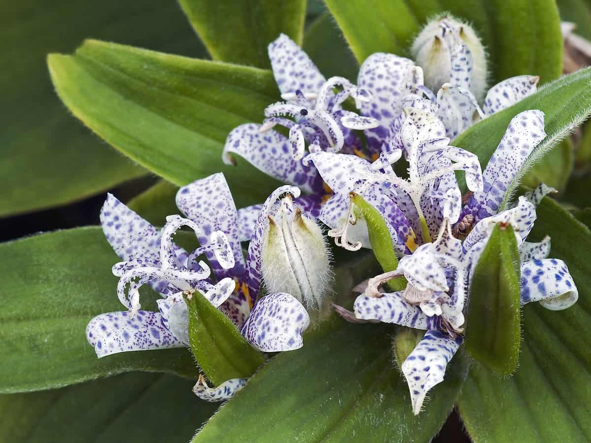 the toad lily has lovely orchid-like flowers