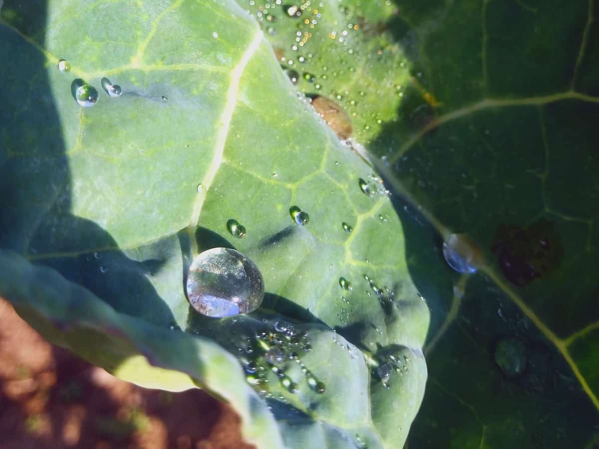 tree collards or wild cabbage are the perfect perennial vegetable