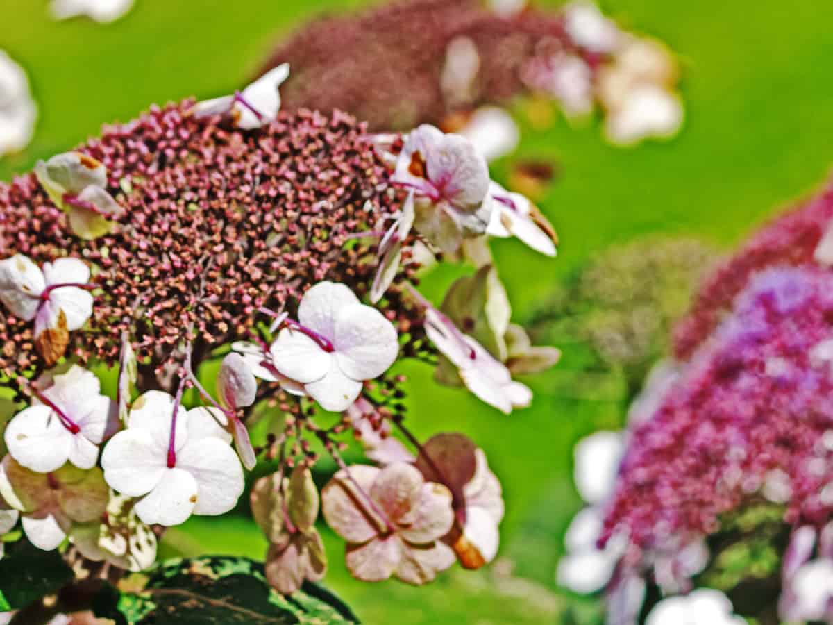 tuff stuff mountain hydrangea is a shrub that can survive in harsh climates