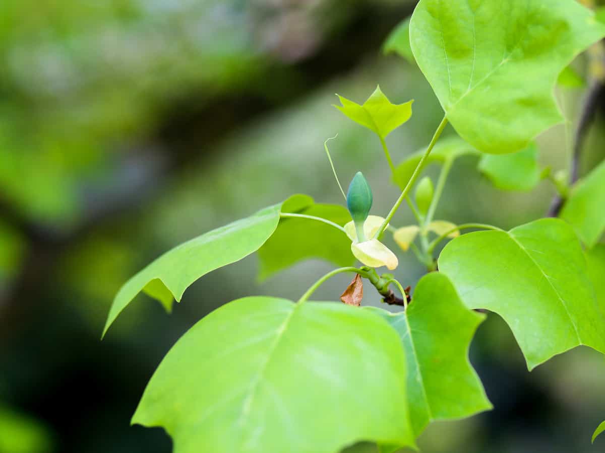 tulip poplar has lovely scented flowers