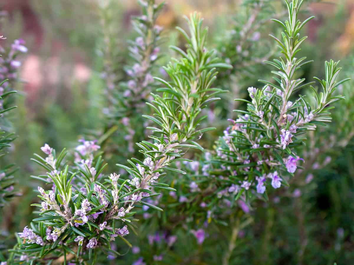 Tuscan blue rosemary makes a great informal evergreen hedge