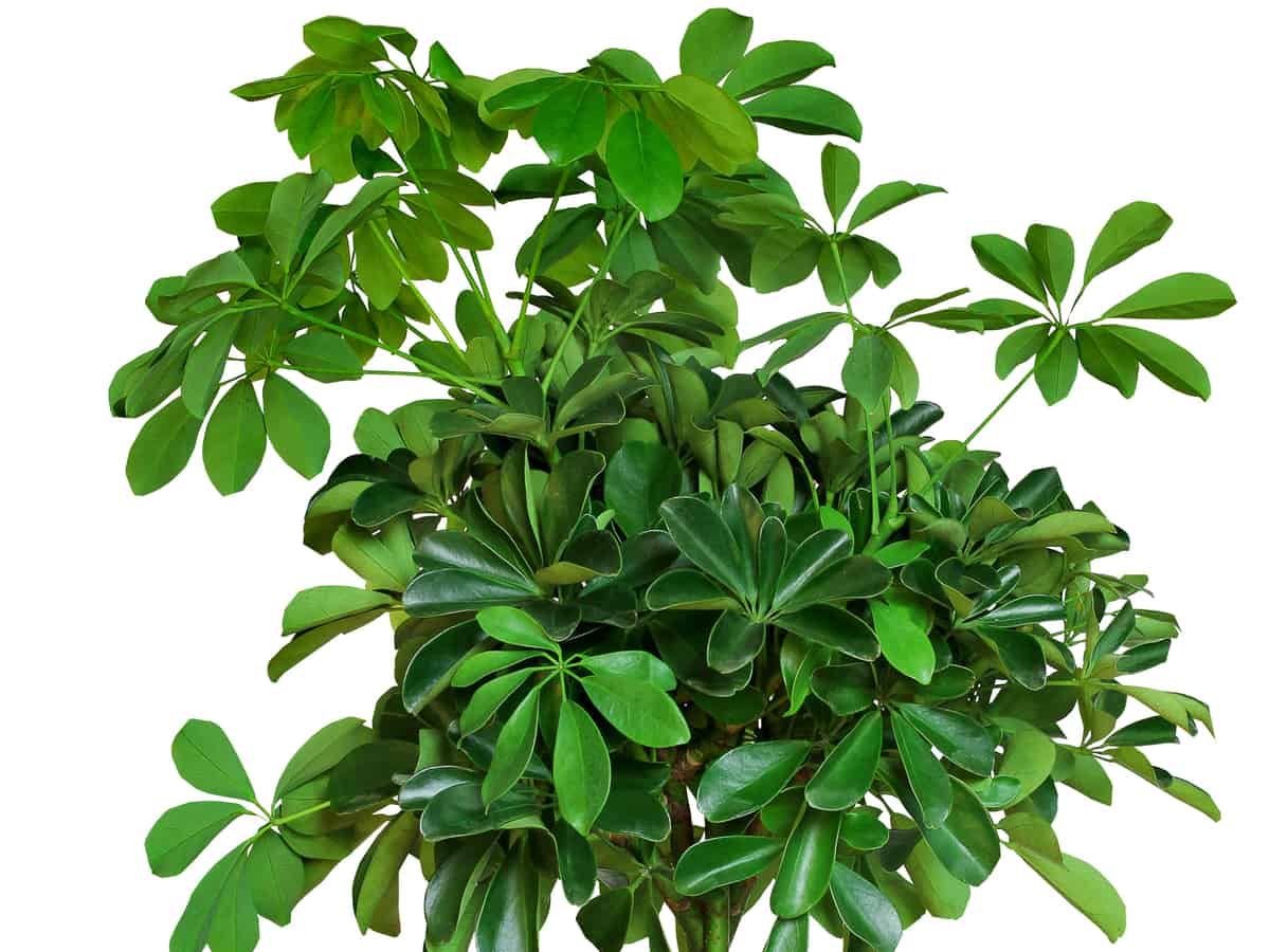 umbrella tree is an attractive tropical shrub