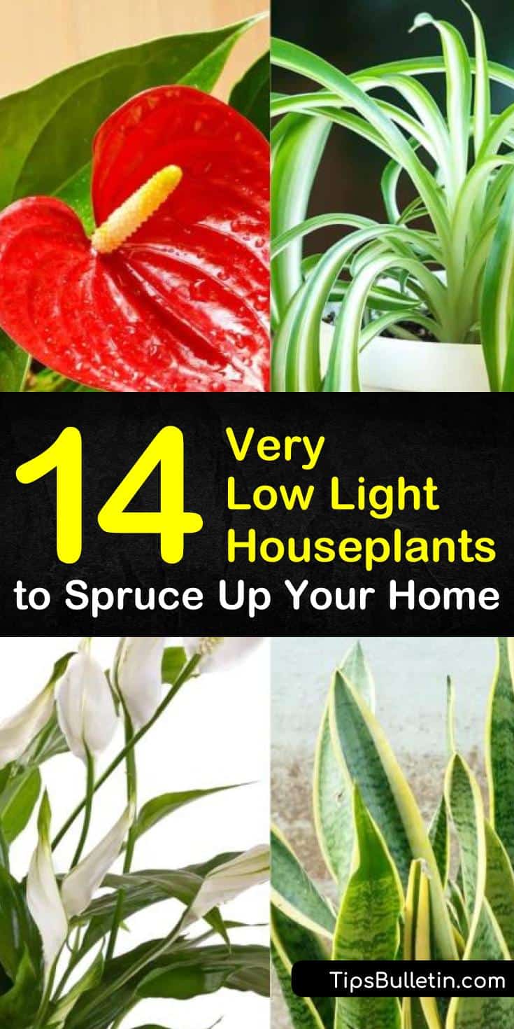 Learn about the different kinds of very low light houseplants you can keep in even the darkest corners of your home! Now you don’t need a south facing window to have beautiful houseplants. #indoorplants #lowlightplants