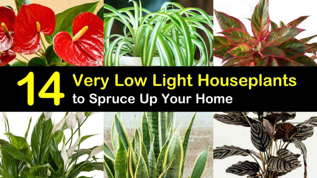 low light house plants