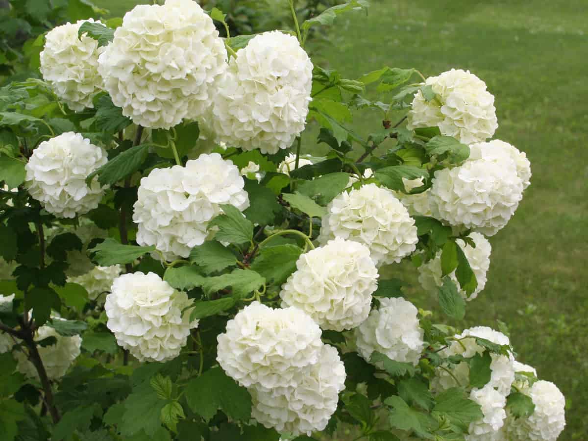 viburnum adds balls of color to the garden