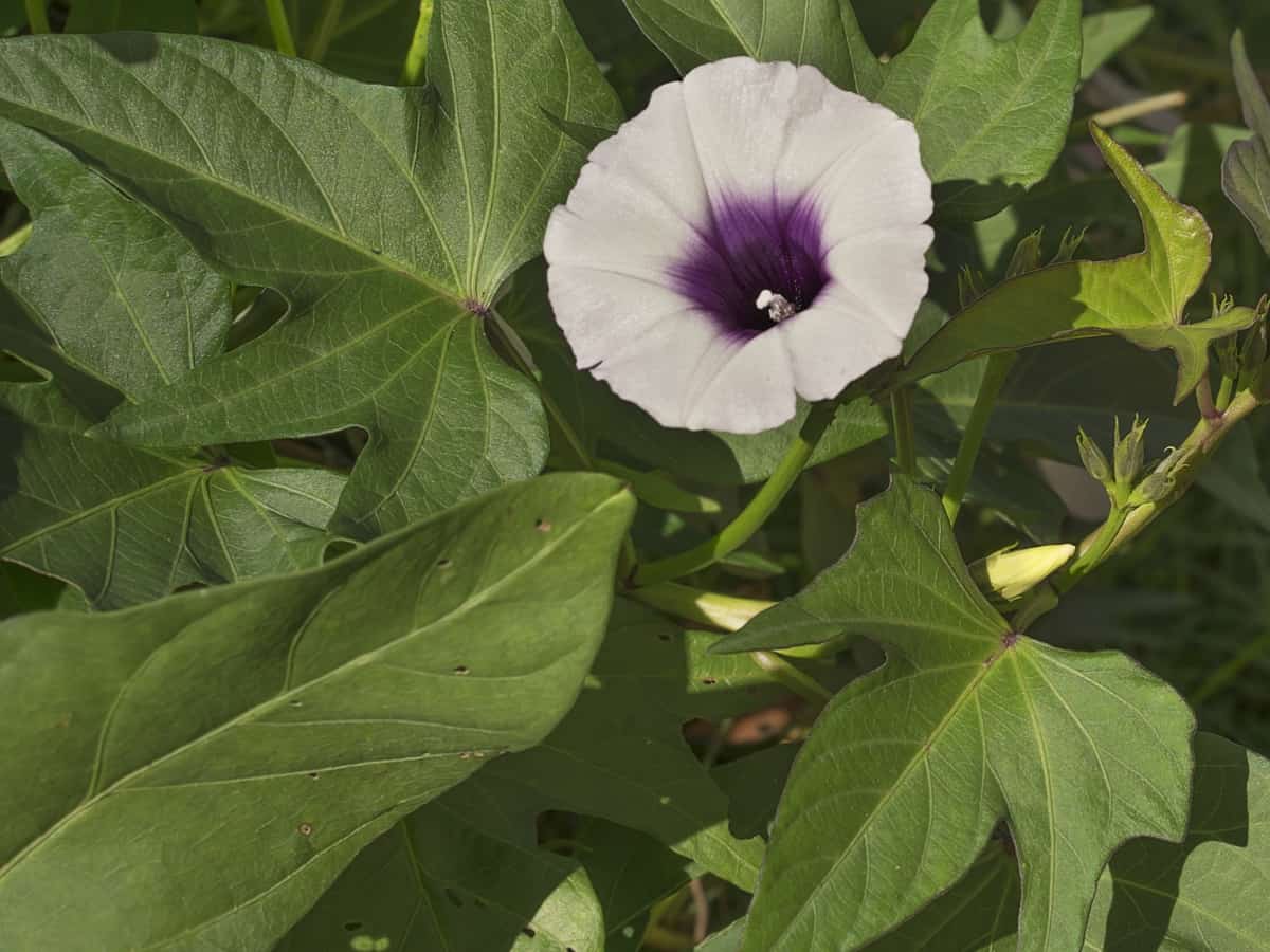 sweet potato vine is the perfect plant for pots